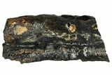 Mammoth Molar Slice With Case - South Carolina #349999-1